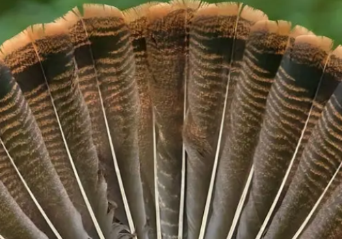 Everline Resort and Spa