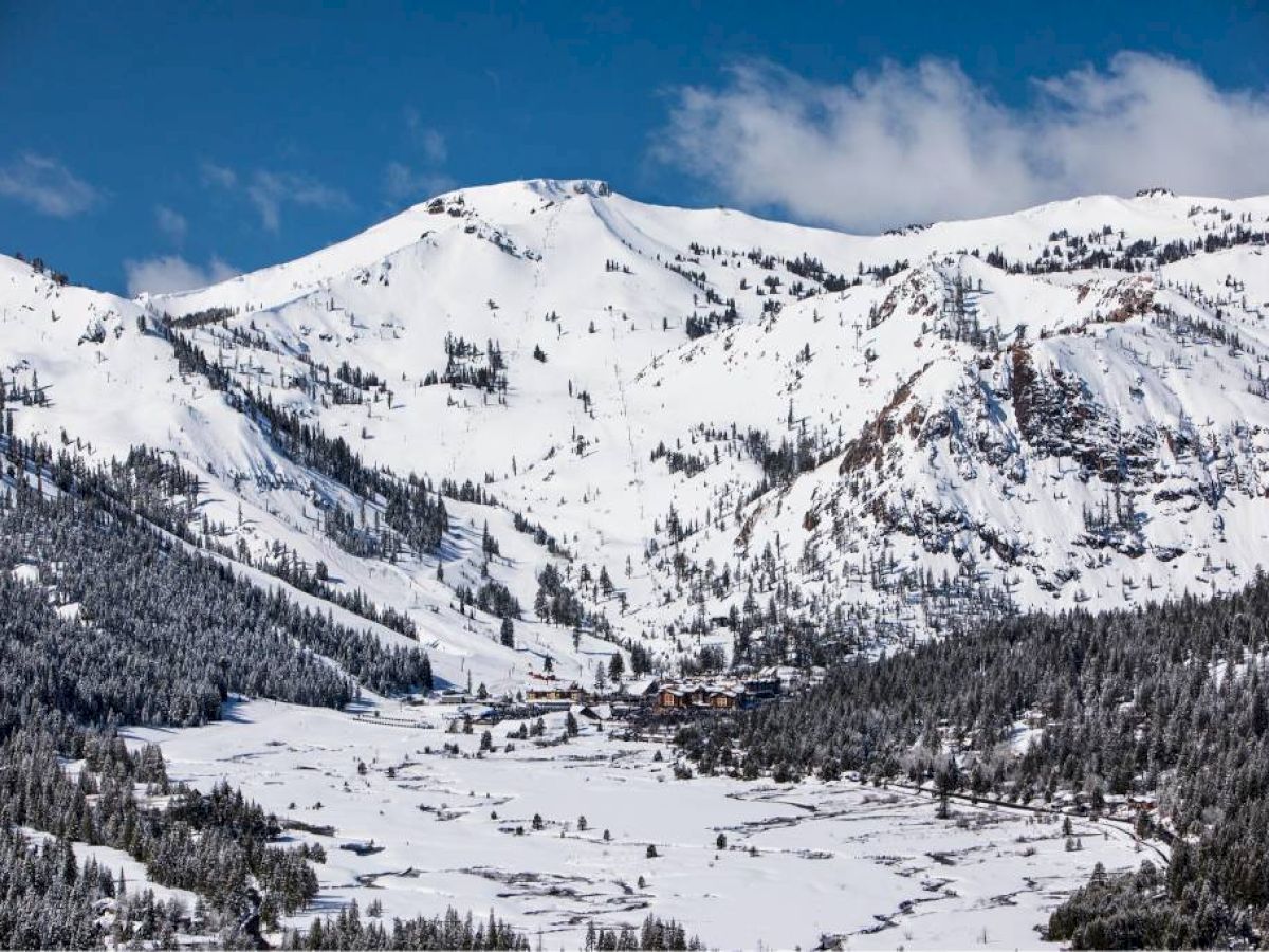 Snow-covered mountains with a clear blue sky in the background and a snowy valley with scattered trees in the foreground.