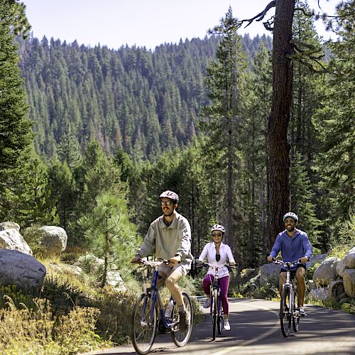 Three people are riding bicycles on a forested path surrounded by trees, rocks, and greenery under a clear sky.