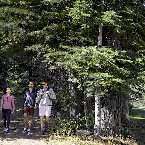 Three people are walking on a forest trail, surrounded by lush green trees.