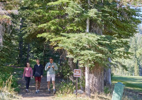Three hikers walking on a forest trail under tall trees; a signpost nearby and a grassy clearing to the right.