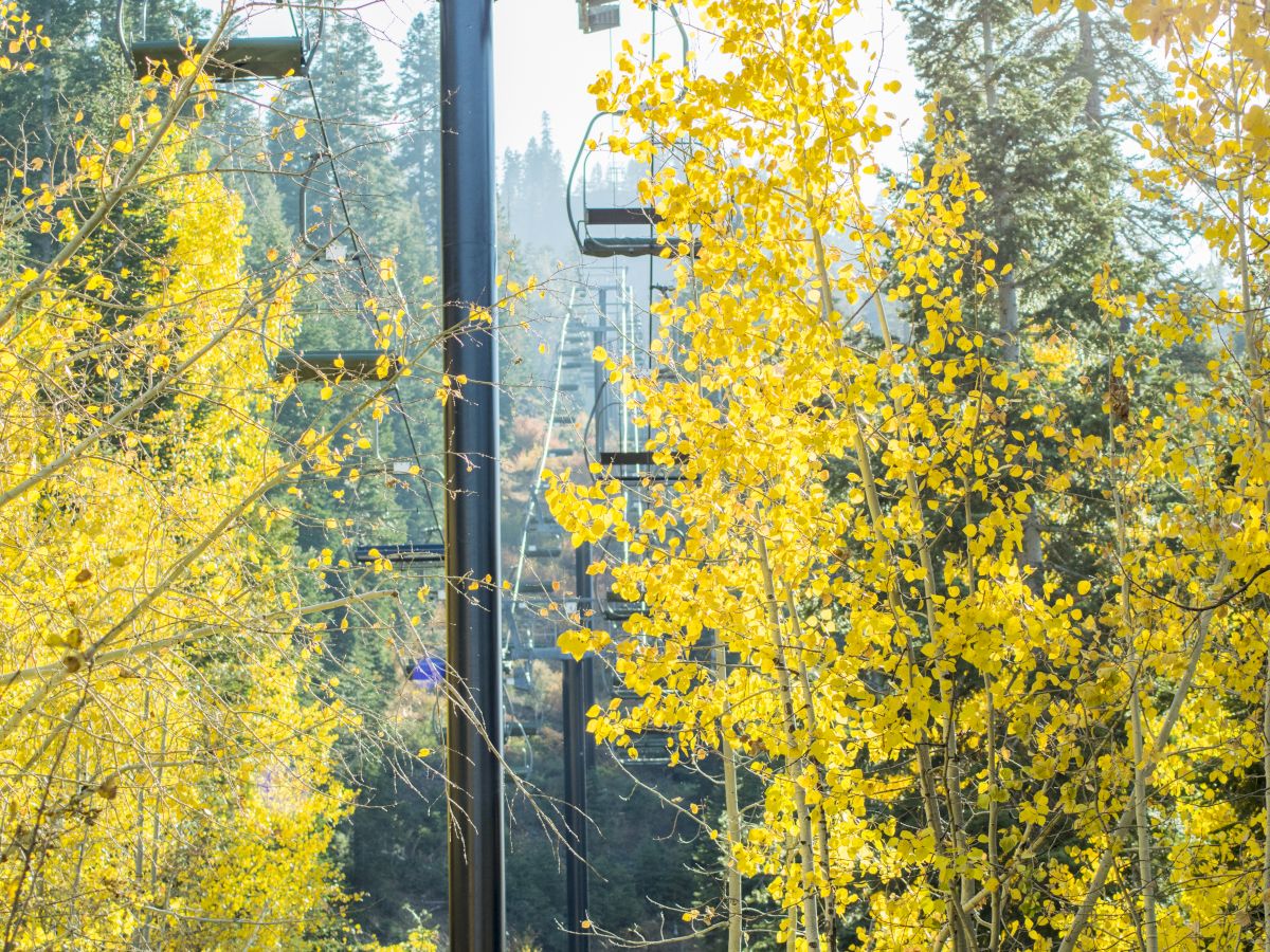 A chairlift moving through a forest filled with vibrant yellow autumn leaves, set against a backdrop of evergreen trees and clear skies.